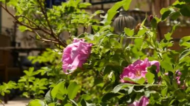 Rose Flower Güneş ışığında çiçeklenme. Çalılar pembe gül çiçek bahçesinde petrol. Gülü. 4k