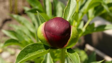 Yeşil bahçe arka plan üzerinde kapalı şakayık bud. Bir close-up değil çiçek bir şakayık. 4k
