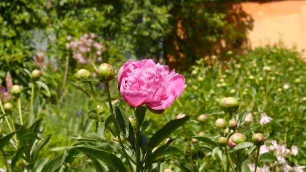 태양 빛에 피는 장미 꽃. 핑크색의 덤 불 장미 꽃 정원에서 기름. 티 로즈입니다. 4 k — 비디오