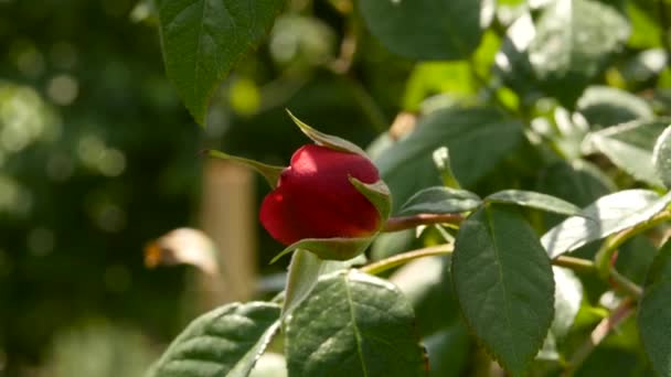 Un unico bocciolo di rosa chiuso su uno sfondo verde giardino. ramo di una rosa rossa scura in luce del sole — Video Stock