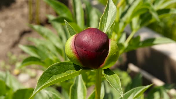 Gesloten peony bud op een groene achtergrond van de tuin. Een close-up van een pioenroos die niet bloeien. Slow motion — Stockvideo