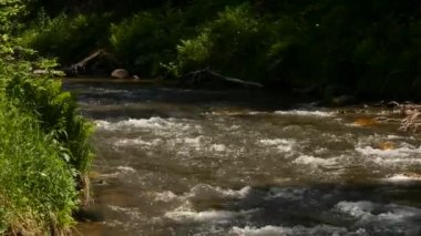 Küçük dağ nehir kıyısında yeşil bitki örtüsü ile. Hızlı su akışı oluşturma beyaz kabarcıklanma köpük akan. 4k