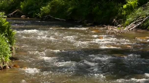 Pequeño río de montaña con vegetación verde en la orilla. Corriente de agua rápida que fluye creando espuma burbujeante blanca. cámara lenta — Vídeos de Stock