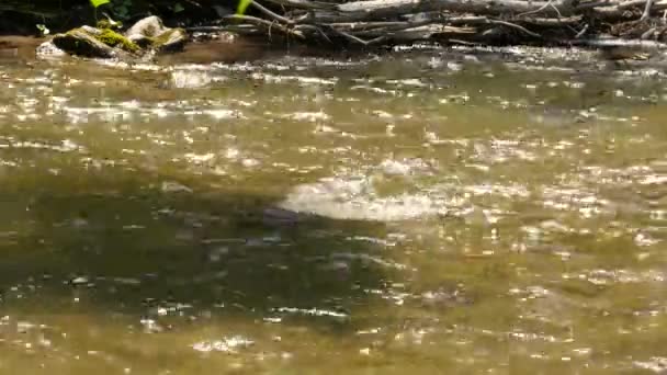 Corrente de água rápida que flui entre pedras no pequeno rio de montanha. 4K — Vídeo de Stock