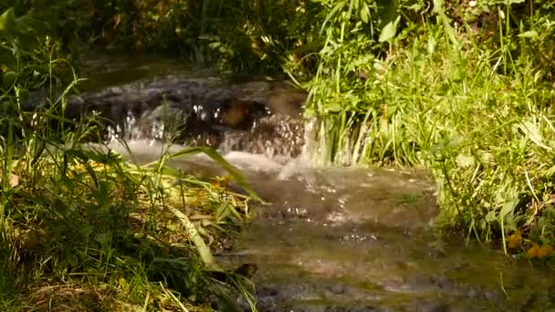 Snabba vattenströmmen flyter bland stenar. Litet berg floden jande mellan stora stenar och grön vegetation. slowmotion — Stockvideo