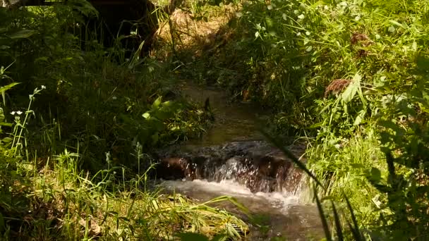 Corrente de água rápida fluindo entre pedras. Pequeno rio de montanha que sopra entre grandes pedras e vegetação verde. câmara lenta — Vídeo de Stock