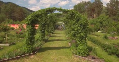 uçan bir kemer güzel bir parkta vahşi yeşil üzüm dalgasının aracılığıyla. 4k