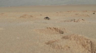 kumlu sahilde dalgalar ile deniz manzarası. bulutlu gökyüzü ve tropikal plaj. yengeçler gezinme ve kıyı