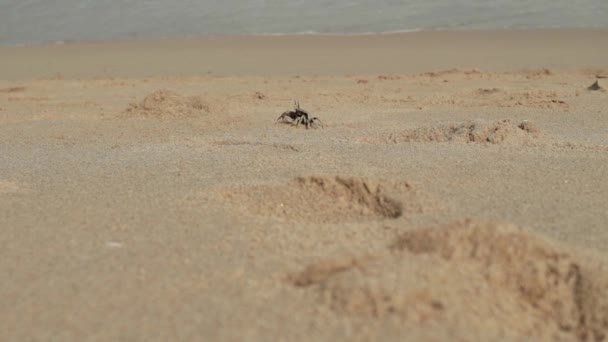 Paisaje marino con olas en la orilla arenosa. cielo nublado y playa tropical. cangrejos se arrastran por la orilla — Vídeos de Stock