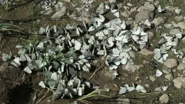 Groupe de papillons blancs volent autour d'une flaque d'eau séchée, certains d'entre eux assis sur un sol — Video