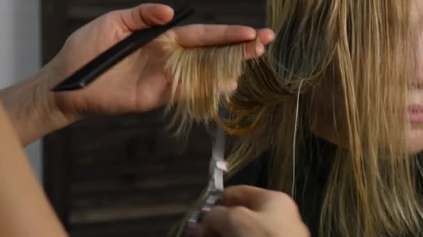 Peluquería femenina sostener en la mano entre los dedos mechón de pelo. Cortar las puntas del cabello con tijeras — Vídeos de Stock