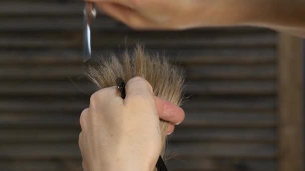 Peluquería femenina sostener en la mano entre los dedos mechón de pelo. Recorta las puntas del cabello con tijeras. 4K — Vídeo de stock