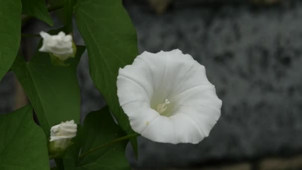 큰 잎과 벽 오래 된 시골 집의 배경에 흰 꽃의 녹색 아이비 4 k — 비디오
