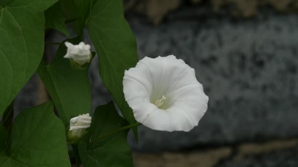 큰 잎과 벽 오래 된 시골 집의 배경에 흰 꽃의 녹색 아이비 가지와 잎이 바람에 이동 슬로우 모션 — 비디오