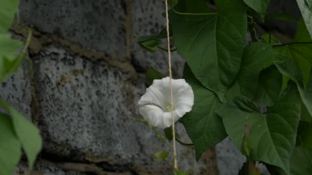 Hera verde com folhas grandes e flores brancas no fundo da parede velha casa rural. Ramos e folhas se movendo ao vento. câmara lenta — Vídeo de Stock