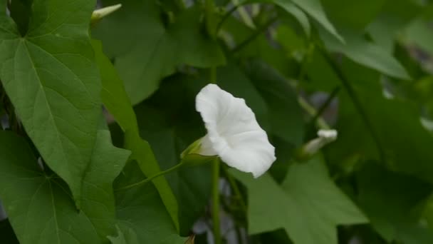 큰 잎과 벽 오래 된 시골 집의 배경에 흰 꽃의 녹색 아이비 가지와 잎이 바람에 이동 슬로우 모션 — 비디오