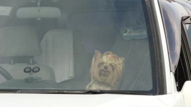 Yorkshire Terrier sahibi için yaz günü bekleyen araba salonda oturmuş. 4k