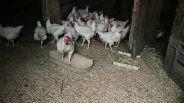 sağlıklı çevre ile rustik tavuk çiftliği içinde tavuk tarafından doğal tahıl yem..