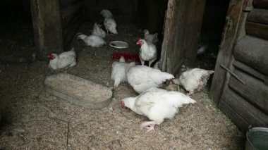 sağlıklı çevre ile rustik tavuk çiftliği içinde tavuk tarafından doğal tahıl yem..