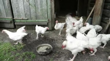 sağlıklı çevre ile rustik tavuk çiftliği içinde tavuk tarafından doğal tahıl yem..