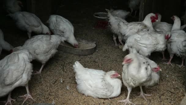À l'intérieur de la ferme de poulet rustique avec un environnement sain, alimentation du poulet par grain naturel . — Video