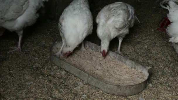 Внутри деревенской куриной фермы со здоровой окружающей средой, куриные корма из натурального зерна . — стоковое видео