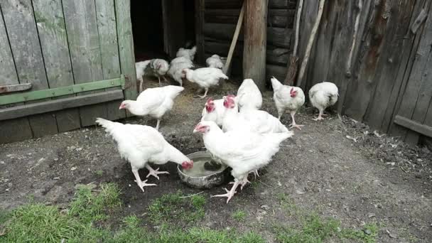 Dentro de granja de pollo rústico con ambiente saludable, alimentación de pollo por grano natural . — Vídeo de stock