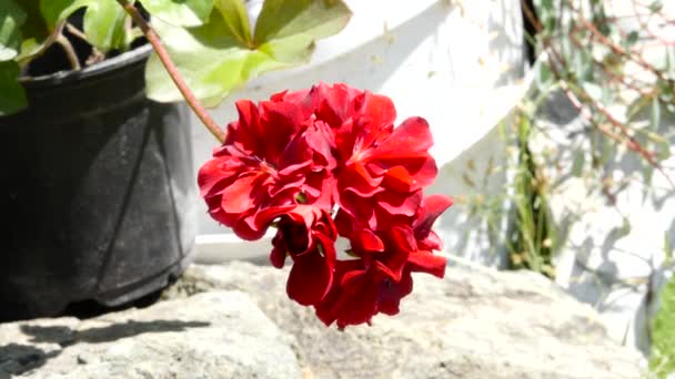 Όμορφο φυτό κόκκινο Γεράνι σε έναν δημόσιο κήπο. οφθαλμός ταλαντεύεται με τον άνεμο. 4k — Αρχείο Βίντεο