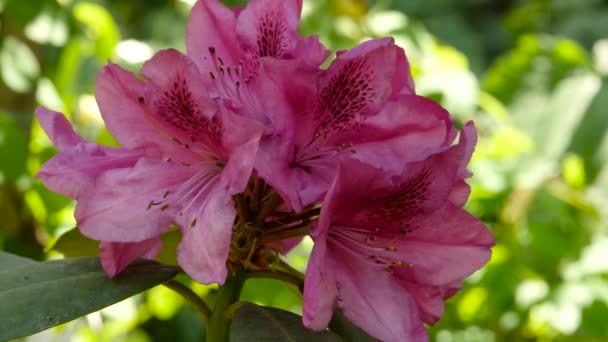 Rosa Geranien schöne Pflanze in einem öffentlichen Garten. Knospe wiegt sich im Wind. 4k — Stockvideo