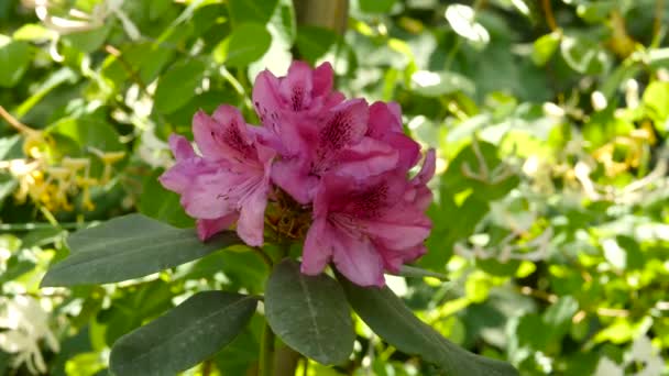 Roze Geranium prachtige plant in een openbare tuin. Bud zwieren in de wind. 4k — Stockvideo