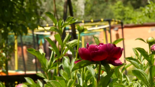 背景をぼかした写真の緑の公共庭園、子供エンターテイメントで牡丹の芽。4 k — ストック動画