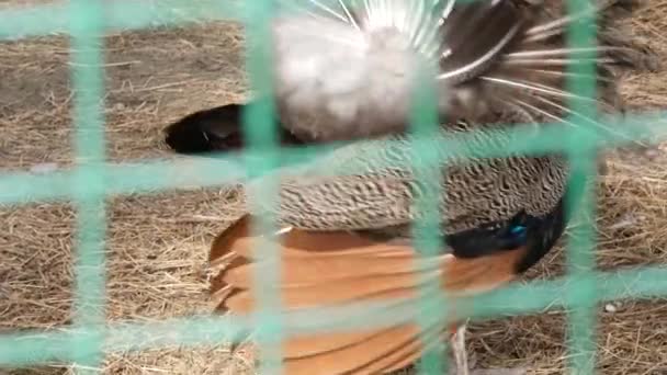 Peacock met verbazingwekkende kleurrijke verenkleed. Kleurrijke mooie vogel in contact dierentuin. 4k — Stockvideo