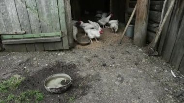 sağlıklı çevre ile rustik tavuk çiftliği içinde tavuk tarafından doğal tahıl yem..