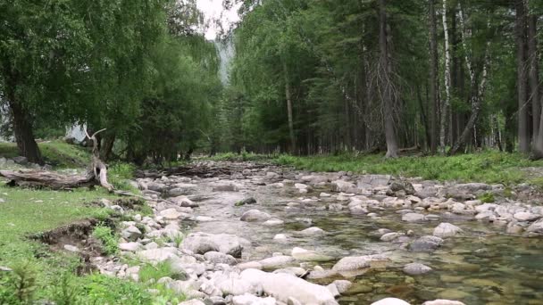 Débit d'eau rapide dans une petite rivière de montagne, arbres le long de la rive de la rivière — Video