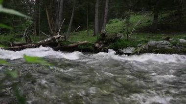 Küçük dağ nehir, nehir kıyısında boyunca ağaçlar hızlı su akışı