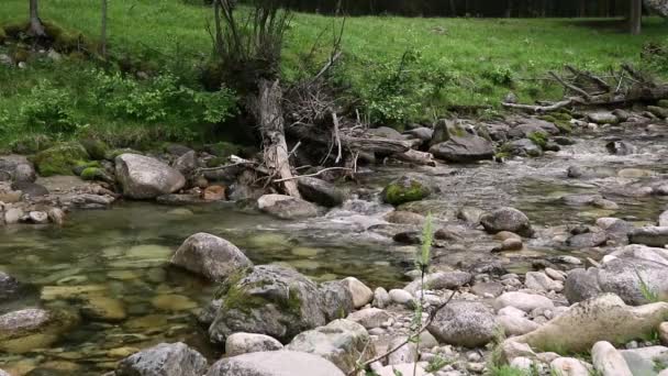 Flujo rápido de agua en un pequeño río de montaña, árboles a lo largo de la orilla del río — Vídeos de Stock