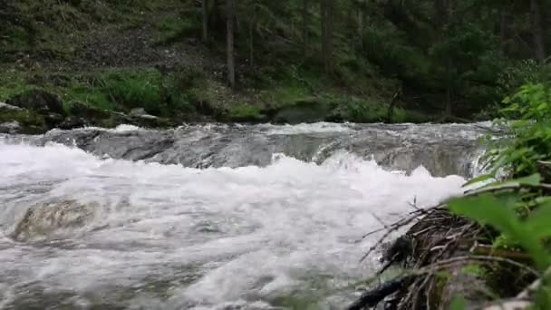 Fluxo de água rápida em pequeno rio de montanha, árvores ao longo da margem do rio — Vídeo de Stock