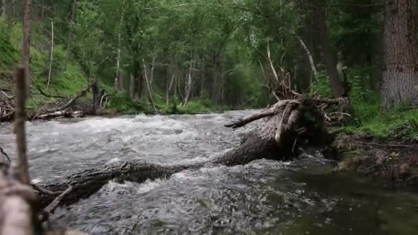 Fluxo de água rápida em pequeno rio de montanha, árvores ao longo da margem do rio — Vídeo de Stock