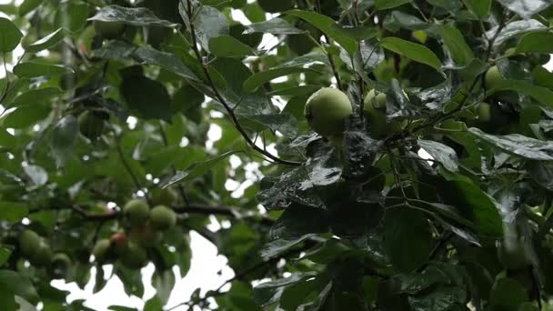 Apple trees with green apples on a branch in the rainy day, droplets drip on a leaves. slow motion — Stock Video