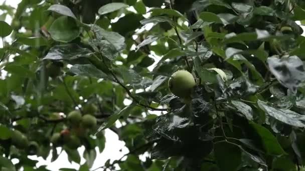 Meli con mele verdi su un ramo nel giorno piovoso, gocciolano goccioline su foglie. rallentatore — Video Stock