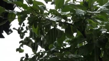 yağmurlu bir günde bir şube üzerinde yeşil elma ile elma ağaçlarının, damlacıkları bir yapraklarda damla. 4k