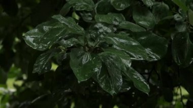 yağmurlu bir günde bir şube üzerinde yeşil elma ile elma ağaçlarının, damlacıkları bir yapraklarda damla. 4k