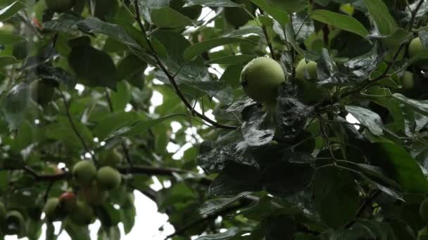 Apfelbäume mit grünen Äpfeln an einem Zweig am regnerischen Tag, Tropfen tropfen auf ein Blatt. 4k — Stockvideo