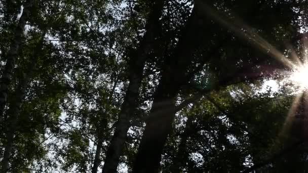 Sole splende attraverso il fogliame degli alberi per le strade della città. rallentatore — Video Stock