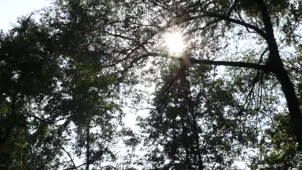 Ağaç yapraklar şehrin sokaklarında aracılığıyla parlak güneş parlar. ağır çekim — Stok video
