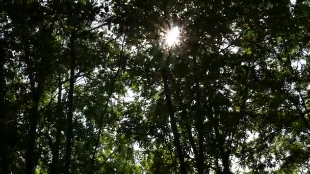 soleil brillant brille à travers le feuillage des arbres dans les rues de la ville. au ralenti 