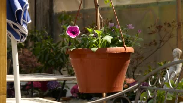 Pendurado flores ao ar livre em vaso em cordas no terraço aberto. 4K — Vídeo de Stock
