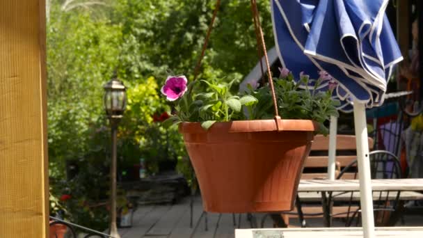 Colgando al aire libre flores en maceta en cordones en la terraza abierta. 4K — Vídeos de Stock