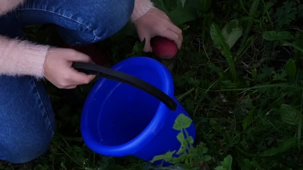 Mani dei bambini raccogliendo mele da terra sotto l'albero da frutto nel giardino estivo. rallentatore — Video Stock