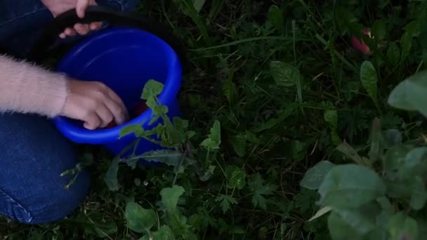 Barn händer plockar äpplen från marken under fruktträd i sommarträdgården. slowmotion — Stockvideo